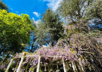 Villa delle Rose garden